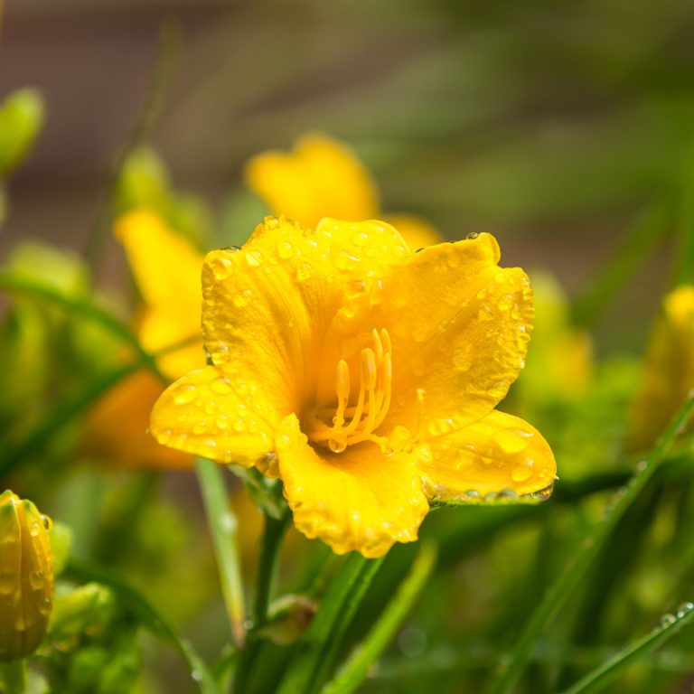 how to clean up and fertilize daylilies in spring