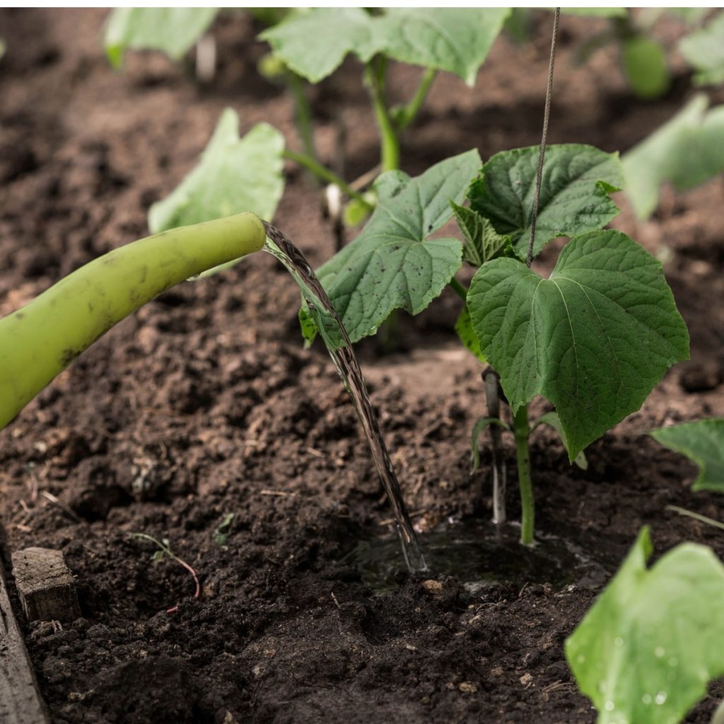 watering cucumber plant