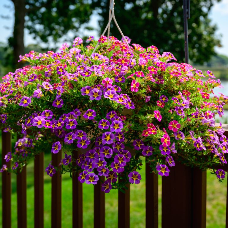 fertilizing hanging baskets