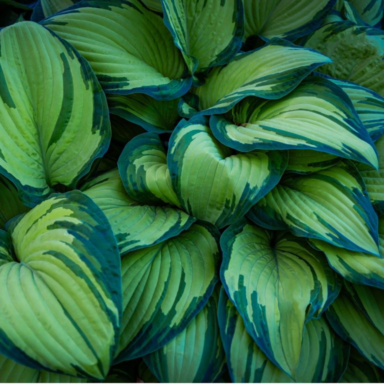 fertilizing hostas