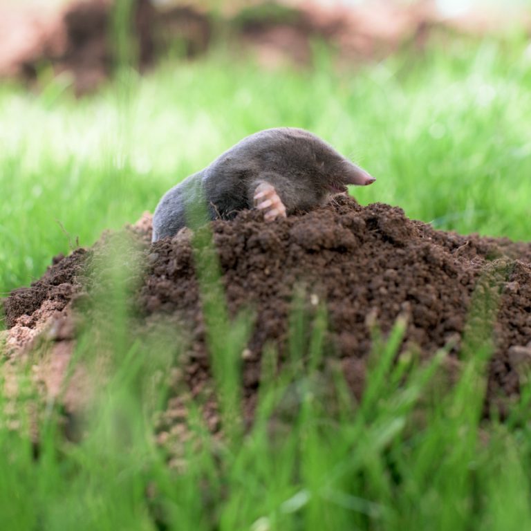 How To Get Rid Of Ground Moles From Your Yard - Naturally!