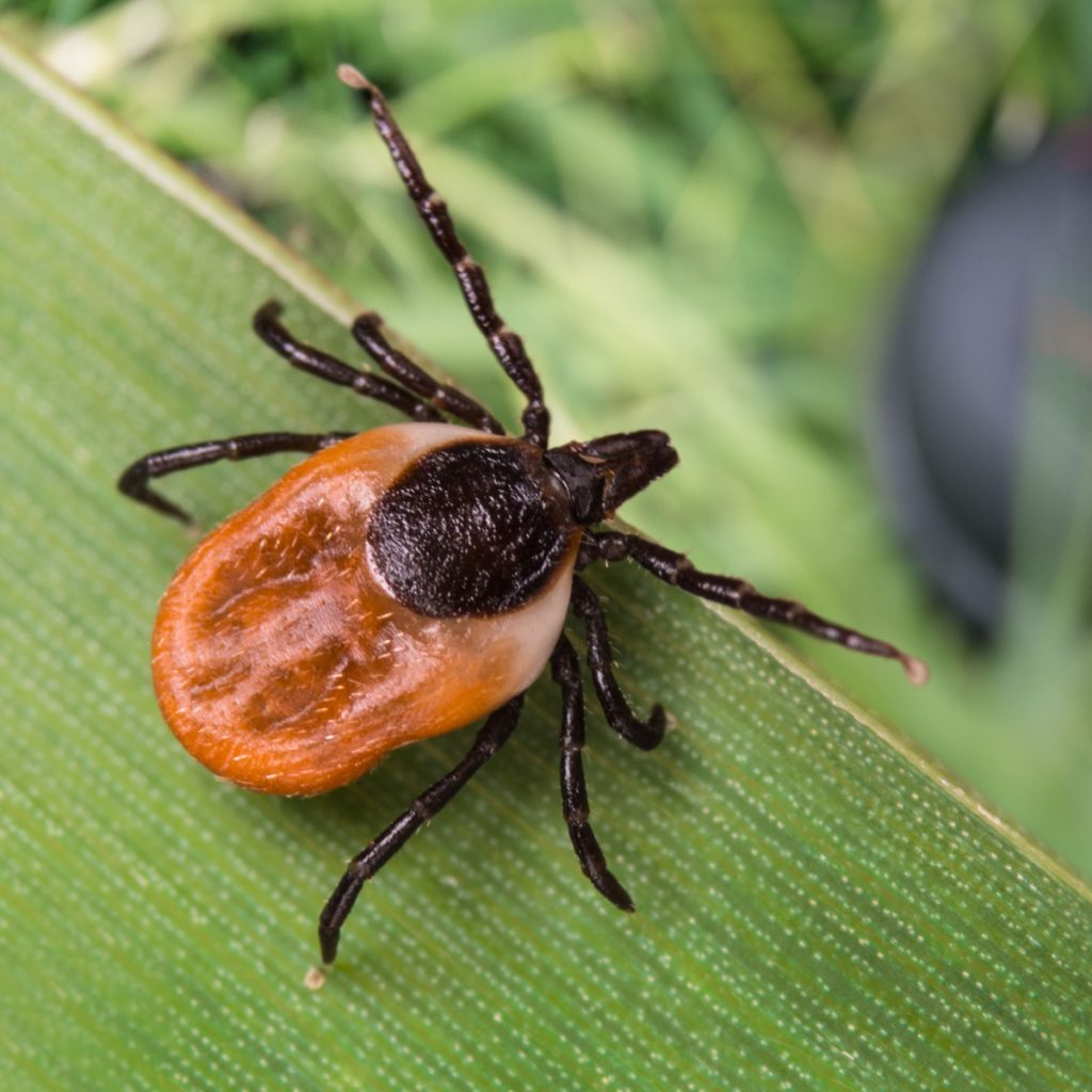 how to get rid of ticks with neem oil