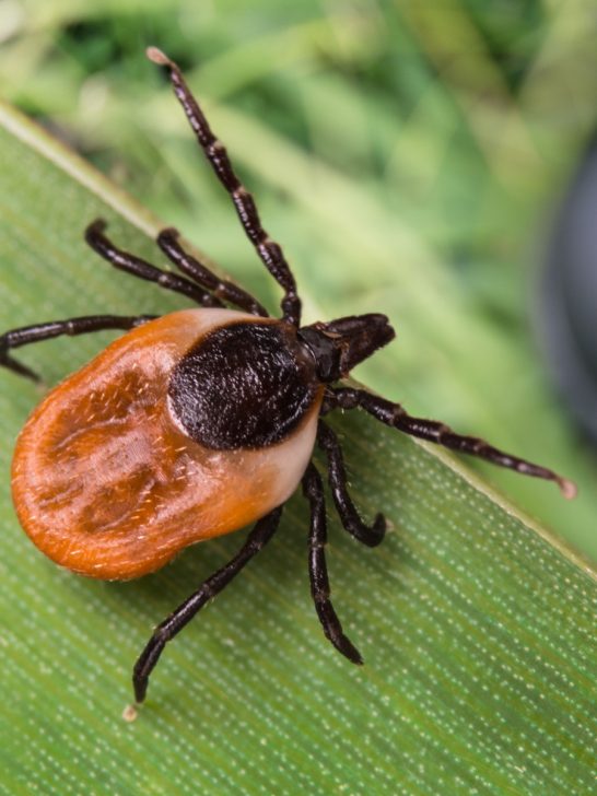how to get rid of ticks with neem oil