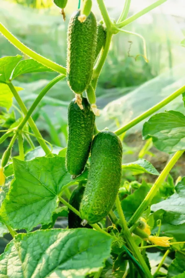 pickling cucumbers on vine