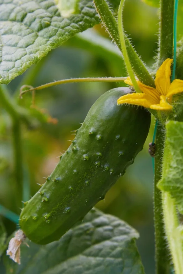 small pickling cucumber