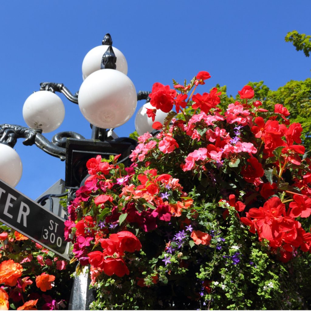 Blooming Hanging Baskets On A Lamp Pole