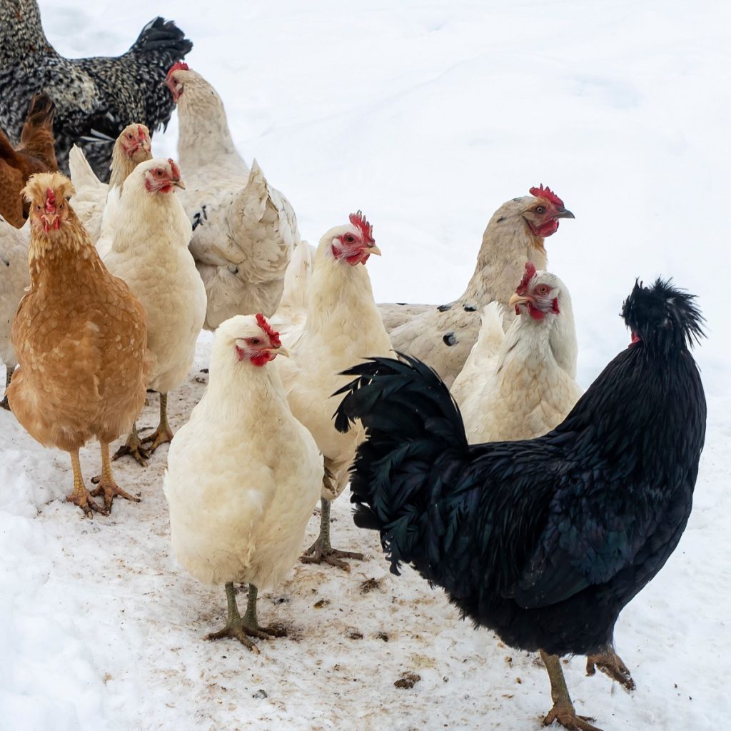winter for chickens - how to make homemade chicken feed