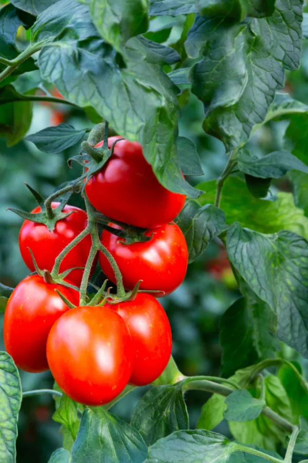 using worm castings on tomato plants