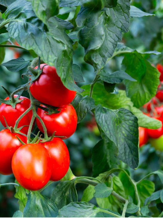 best way to fertilize tomato plants