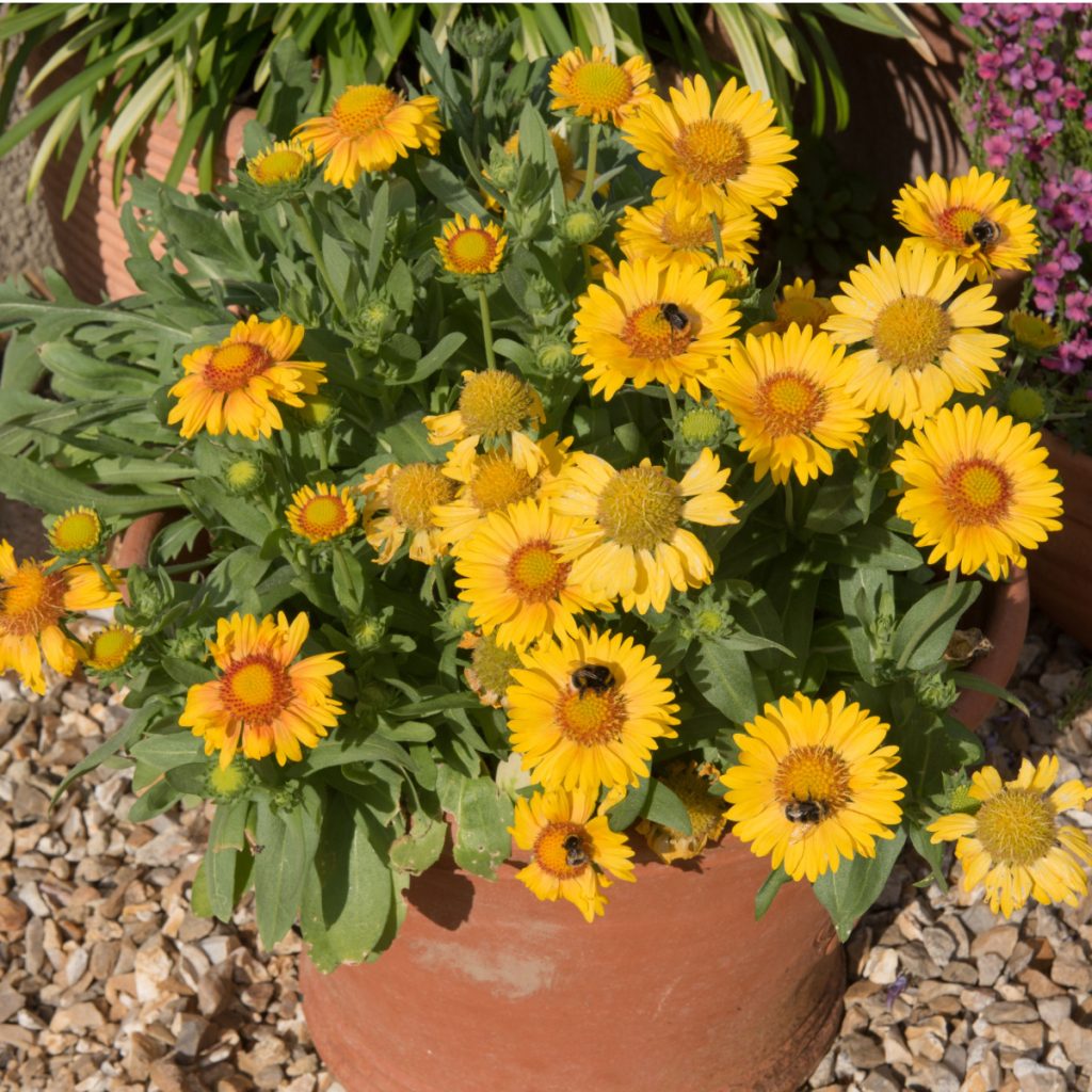 planting perennials in pots and containers