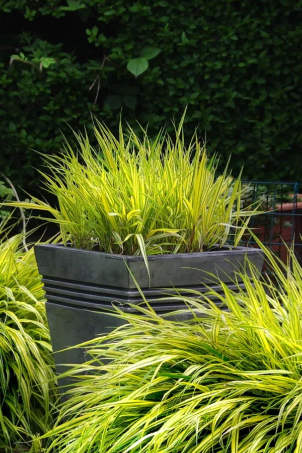 ornamental grasses  - using perennials in containers