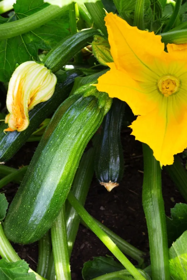 squash plant and flower