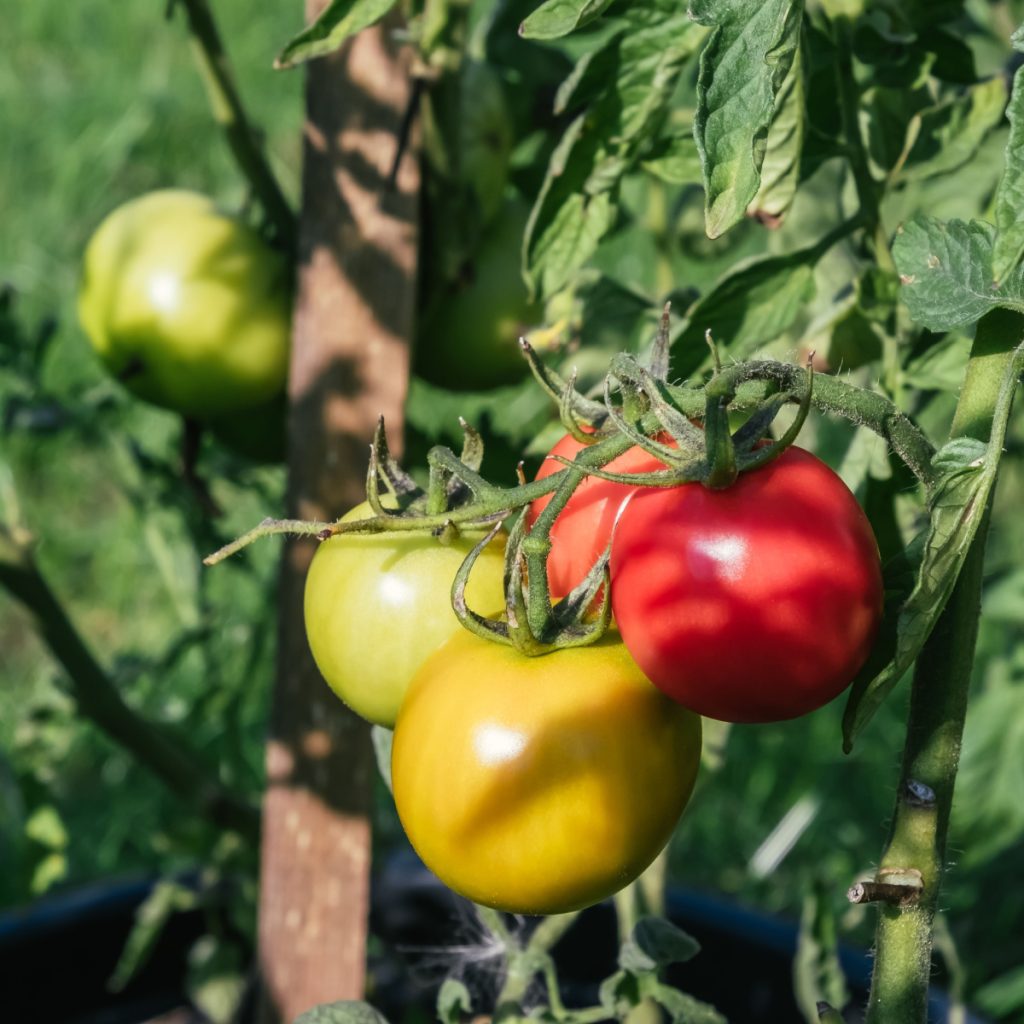 easiest way to tie up tomato plants