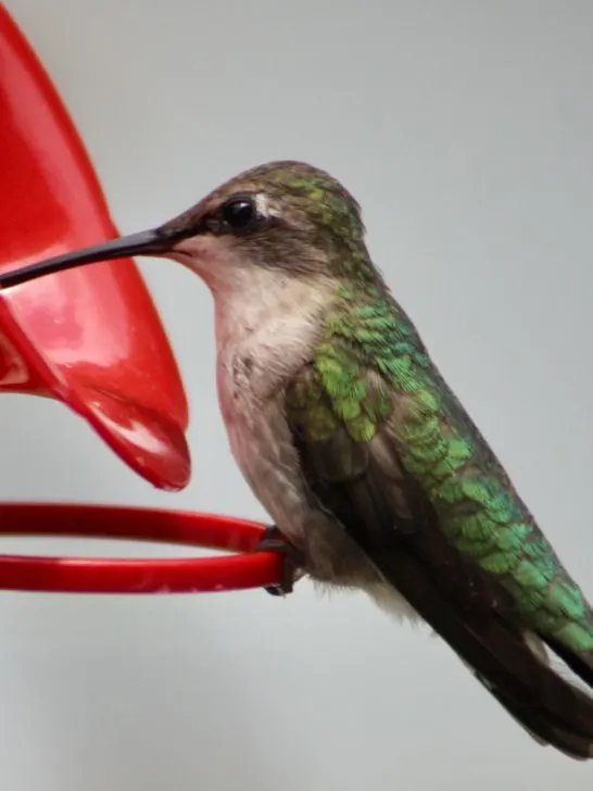 hummingbird camera feeder