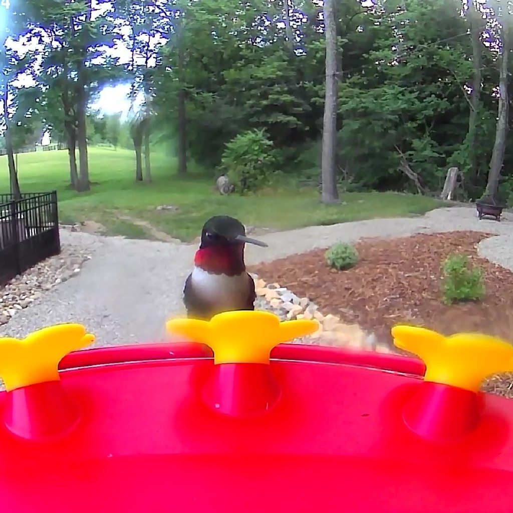 hummingbird camera feeder