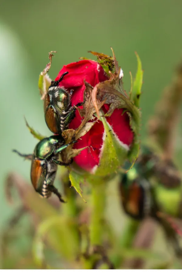 Japanese beetles and roses - homemade spray