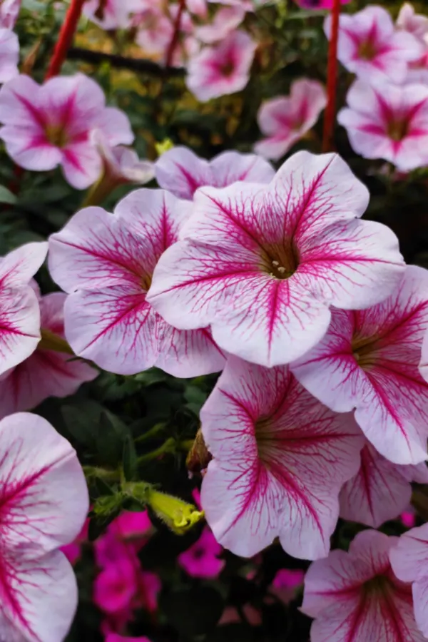 flowering annuals