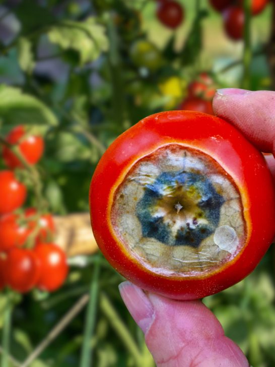 what to do if you tomato plants get blossom end rot