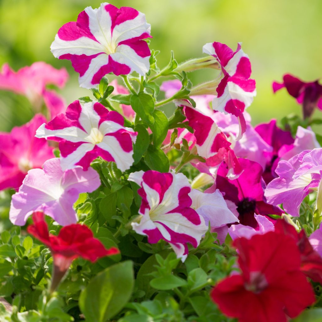 fertilizing petunias