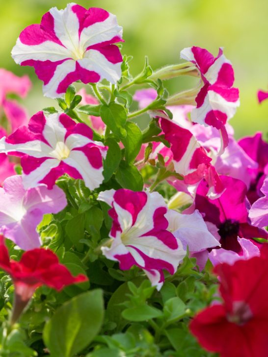 fertilizing petunias - keep petunias blooming