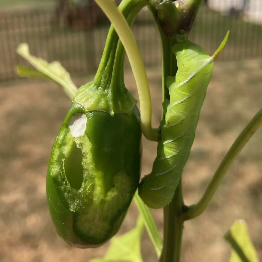 tomato hornworm - jalapeno pepper
