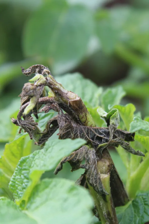 how to stop tomato blight