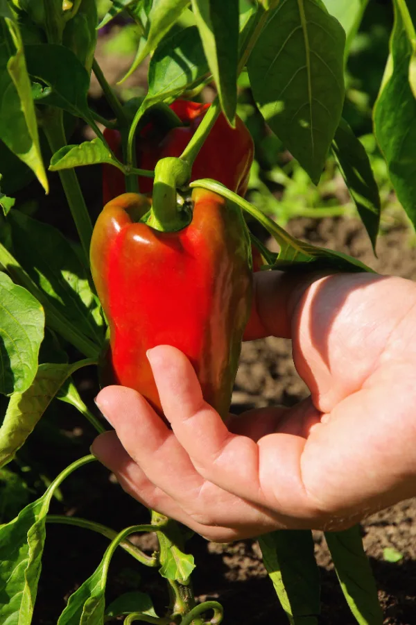 how to know when is the best time to pick peppers