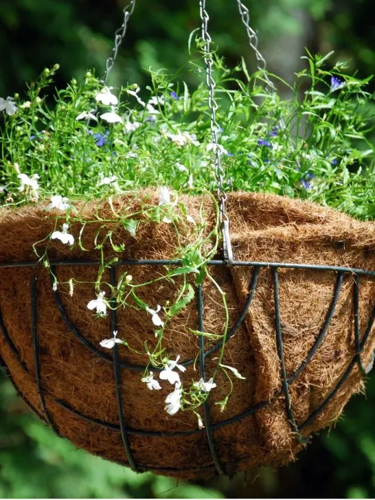 dying hanging baskets