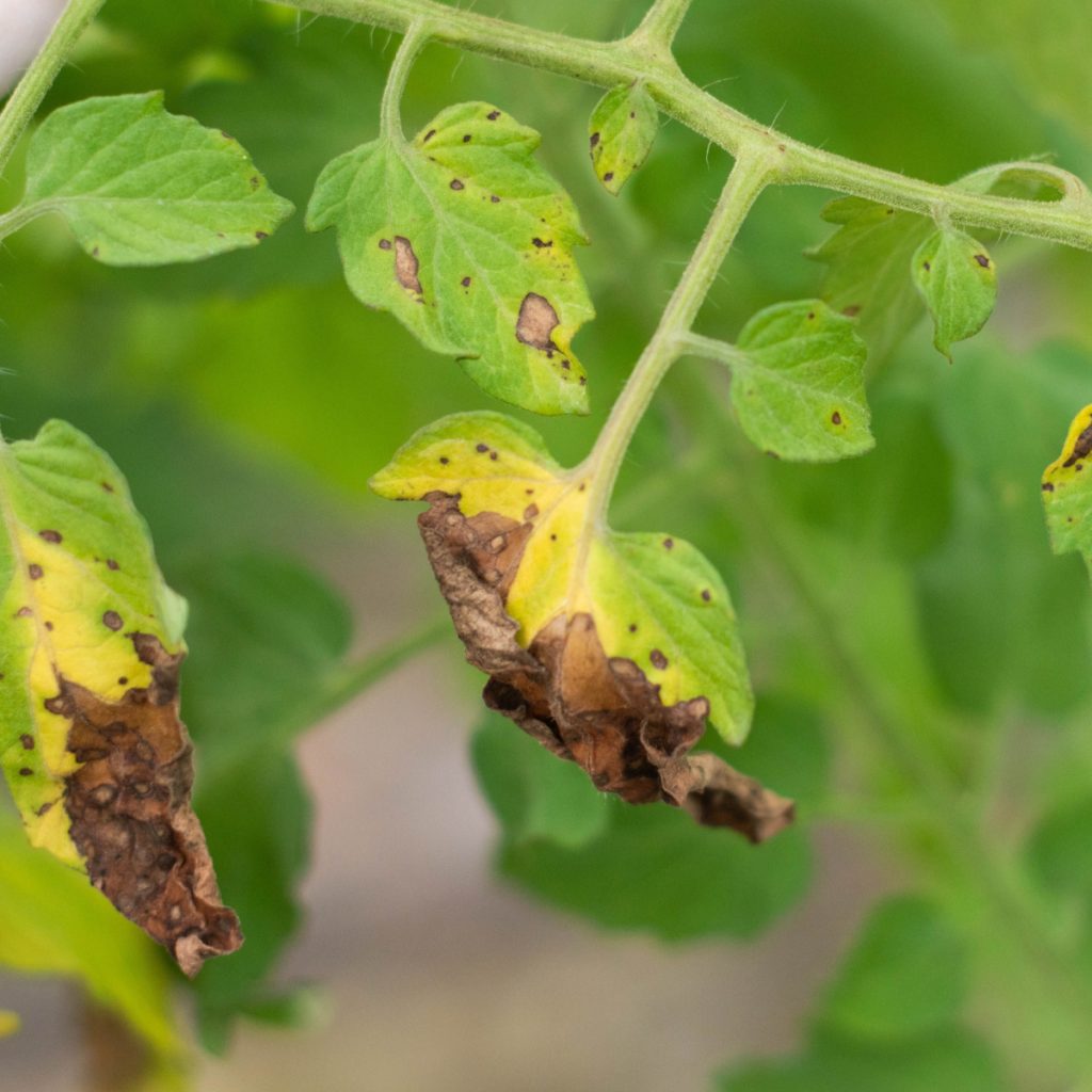 fix tomato blight