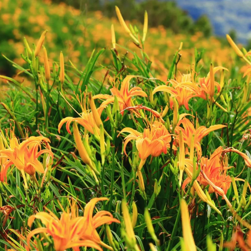 夏天的黃花菜開花後