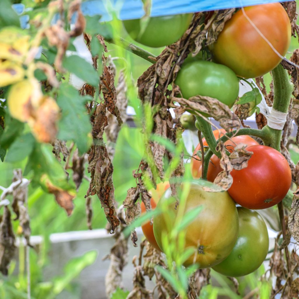 help tomato plants in late summer