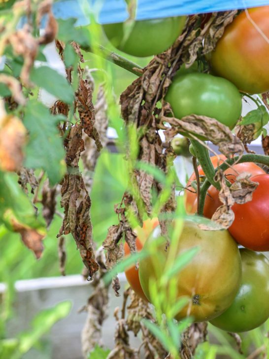 help tomato plants in late summer