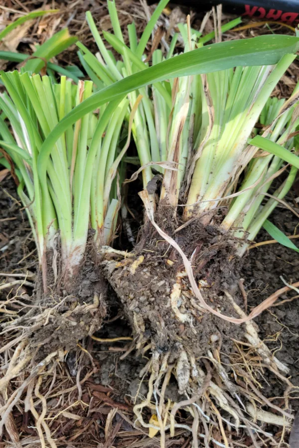 daylily splits