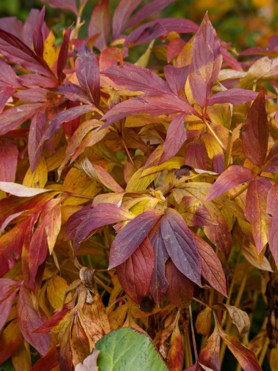 fall peony bush care