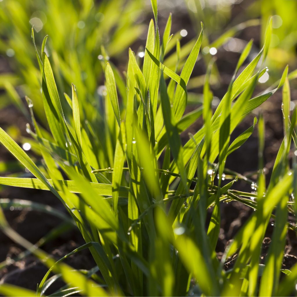 why and how to plant a fall garden cover crop