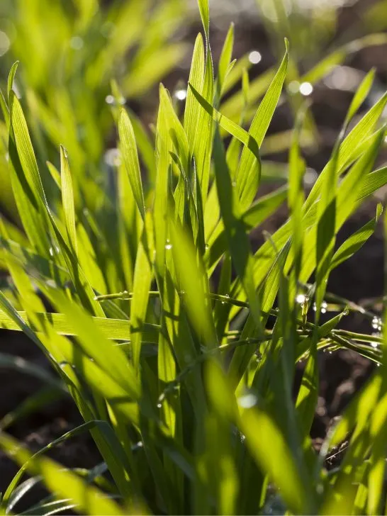 why and how to plant a fall garden cover crop