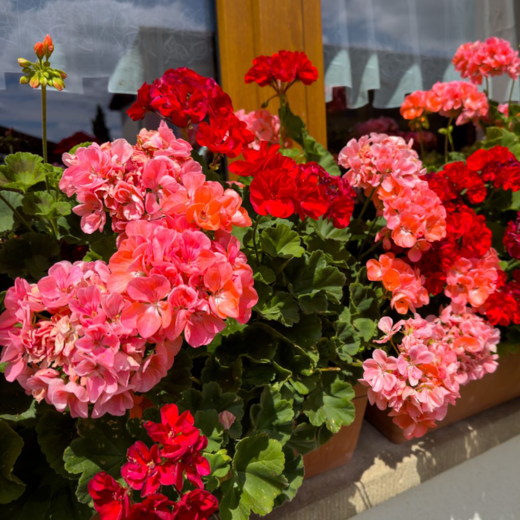 how to save geraniums