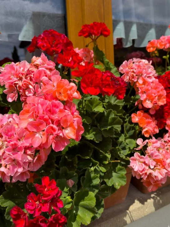 how to save geraniums