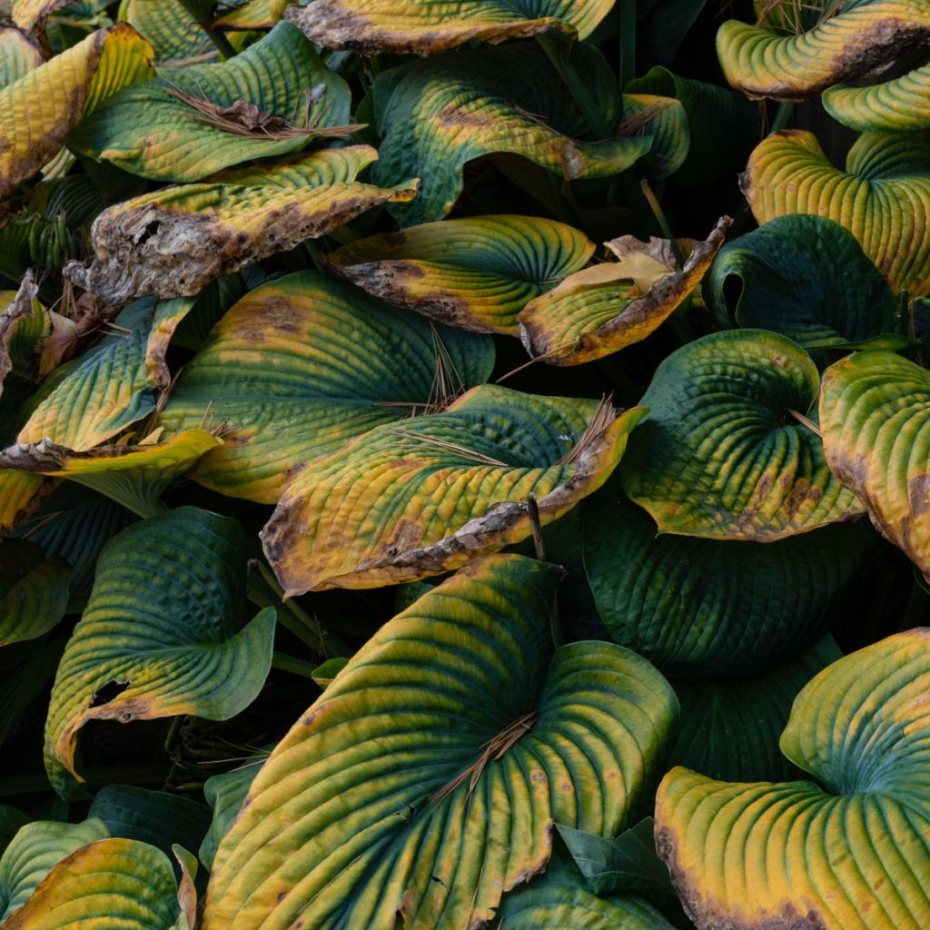 hostas before winter