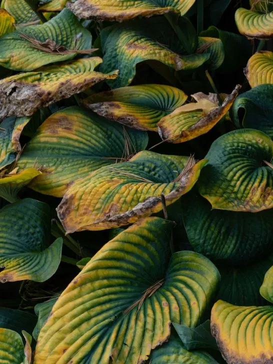 hostas before winter