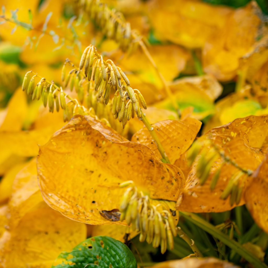 hostas in the fall - before winter