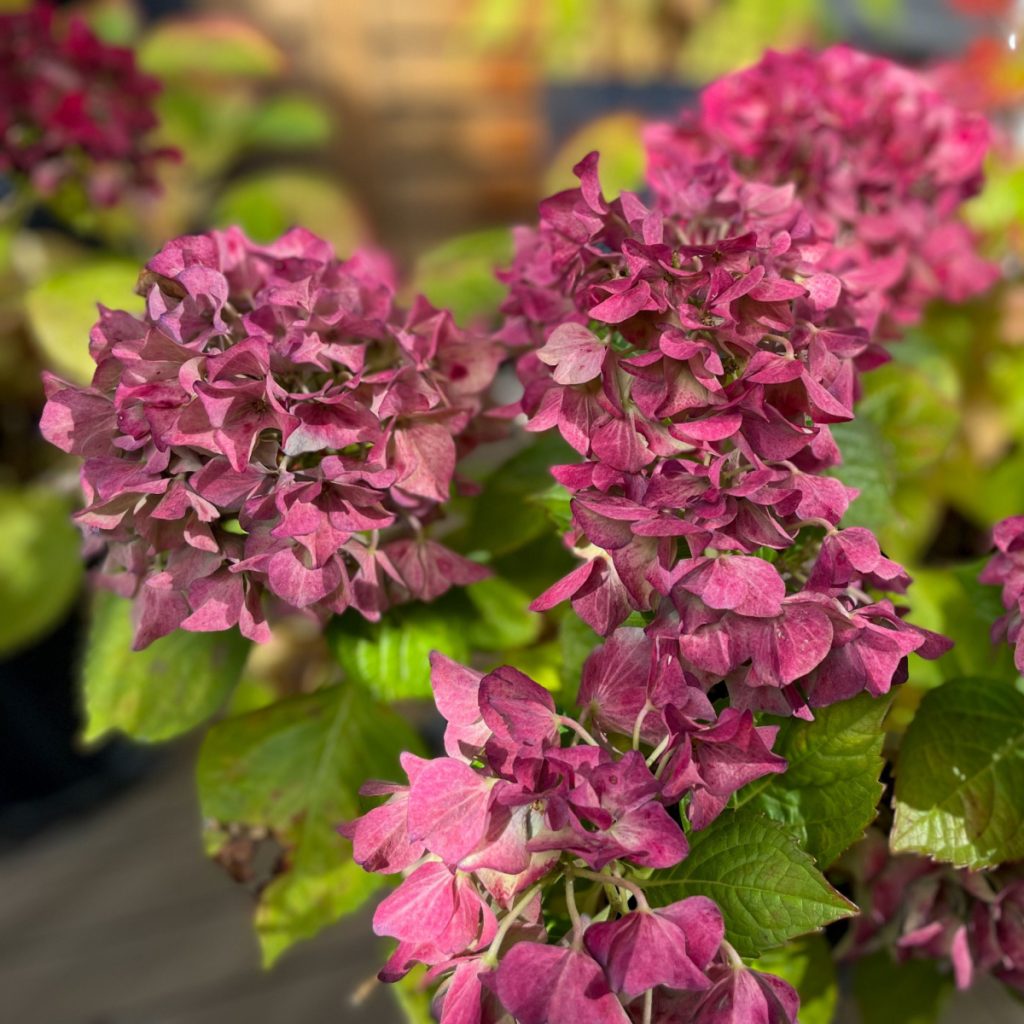 old hydrangea blooms