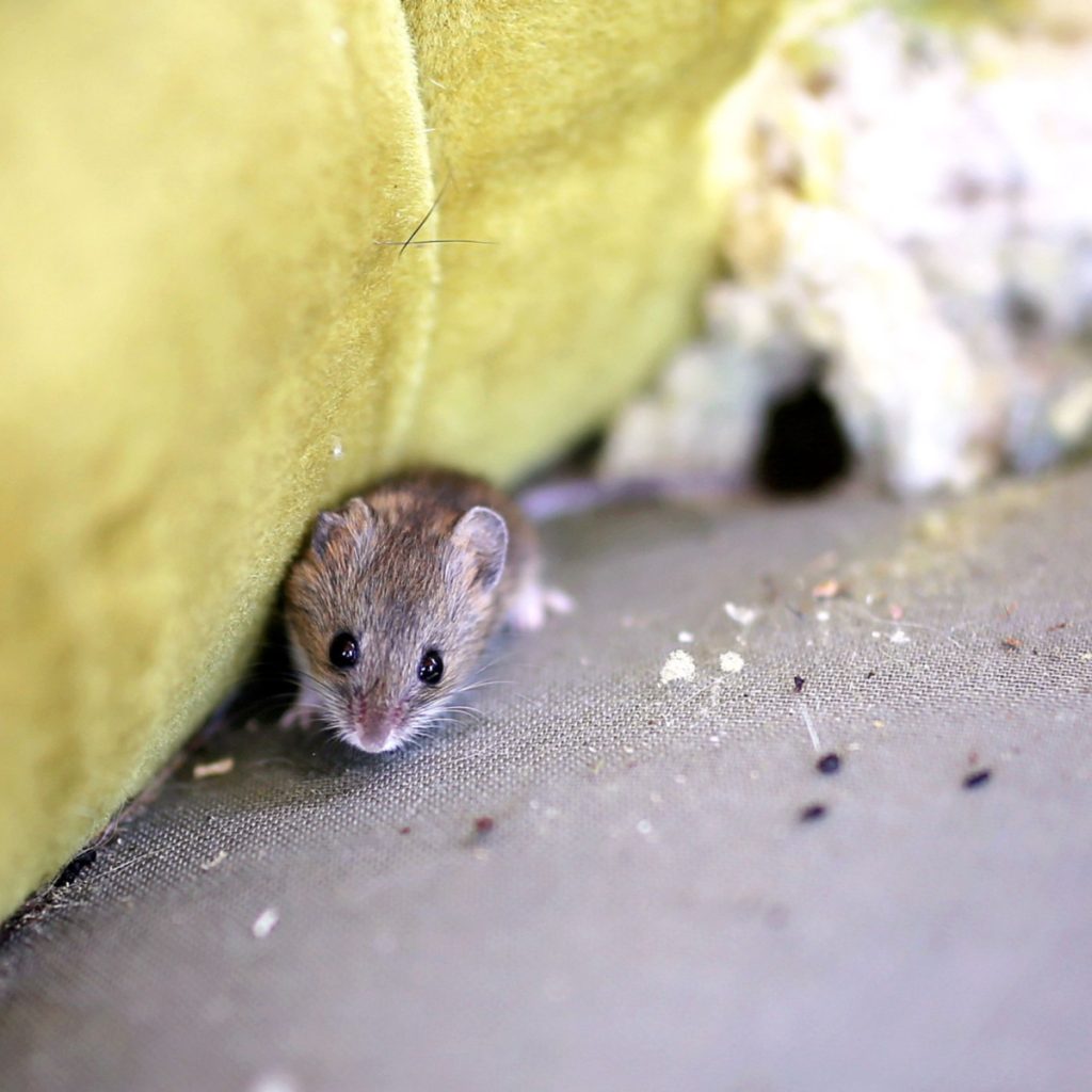 keep mice out of garages