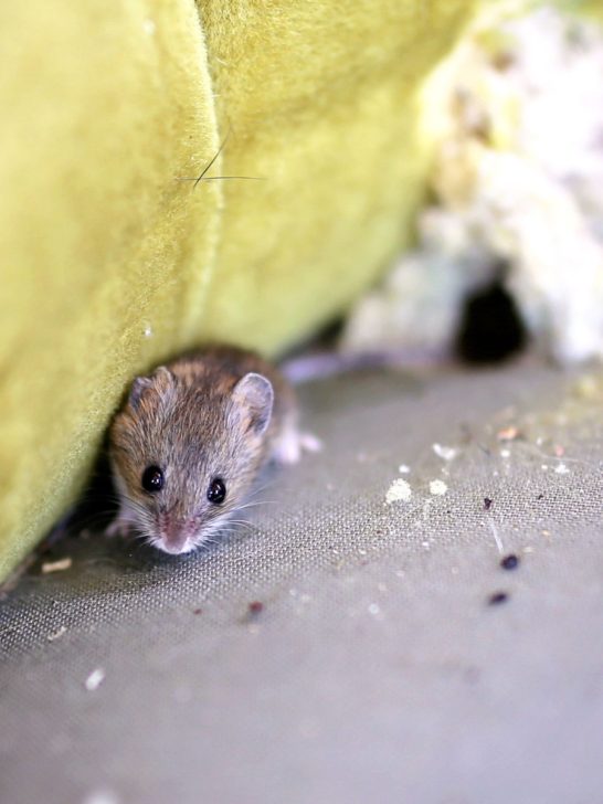 keep mice out of garages