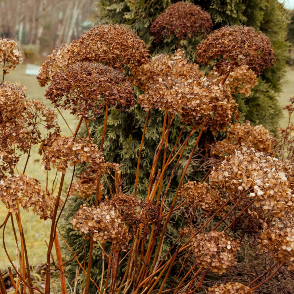 old hydrangea blooms in the fall