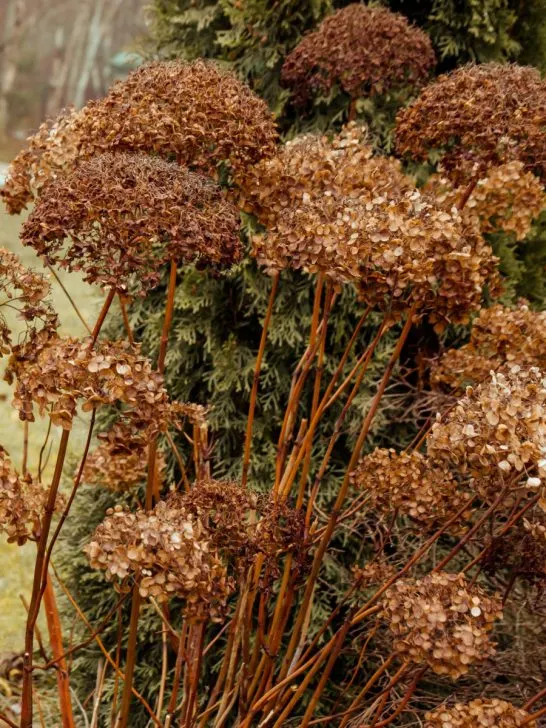 old hydrangea blooms in the fall