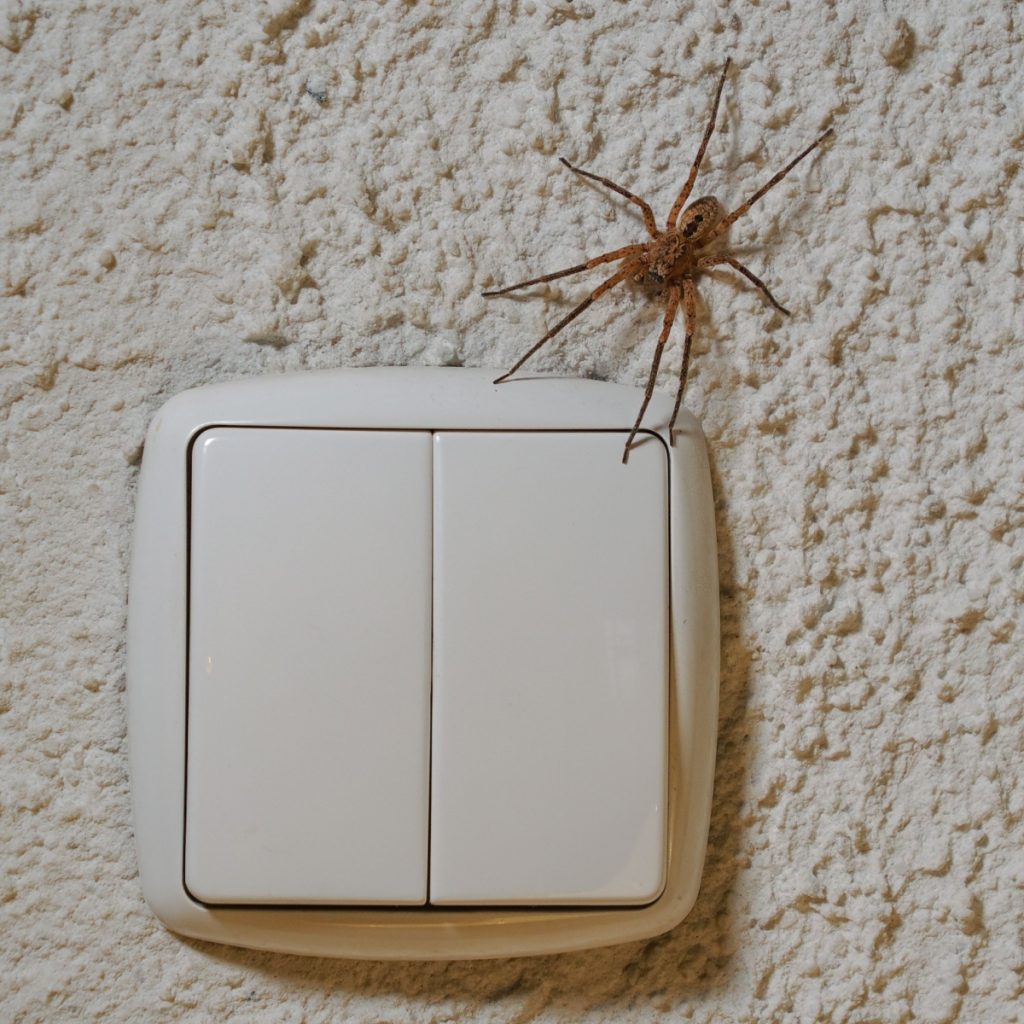 stop spiders from getting inside