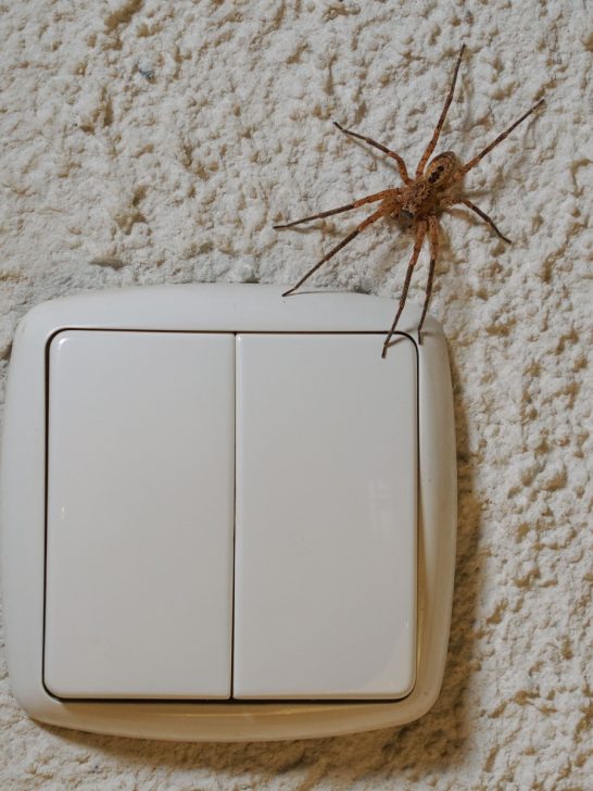 spider inside a house