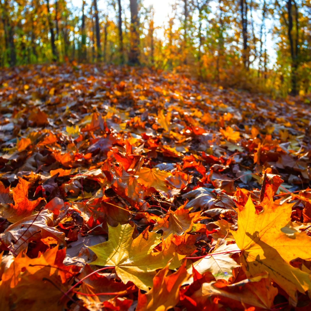 turn leaves into compost