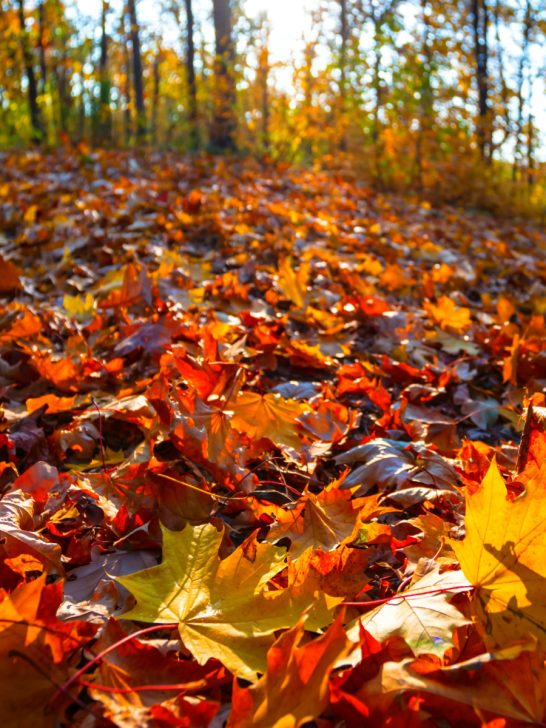 turn leaves into compost